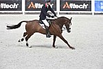 WEG-EventingSJ-8-31-14-0002924-WilliamFox-Pitt-ChilliMorning-GBR-DDeRosaPhoto