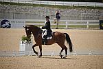 WEG-DRTst-4-21-10-0713-LuckyTiger-PierreStJacques-DDeRosaPhoto.jpg