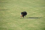 IPC-Polo-1-1-17-1281-DDeRosaPhoto