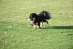 IPC-Polo-1-1-17-1283-DDeRosaPhoto